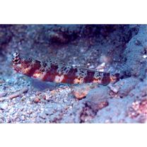 Amblyeleotris periophthalma (Bleeker, 1853)