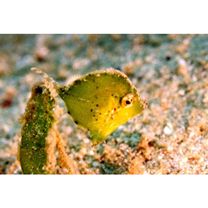 Monacanthidae, indet. gen. & sp