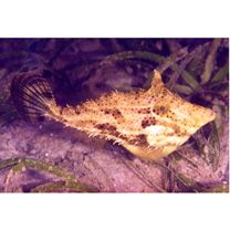 Monacanthidae, indet. gen. & sp