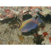 Chrysiptera bleekeri (Fowler et Bean, 1928)