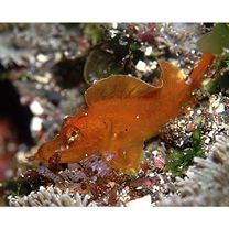 Rhinopias argoliba Eschmeyer, Hirosaki et Abe, 1973