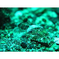 Thysanophrys celebica (Bleeker, 1854)