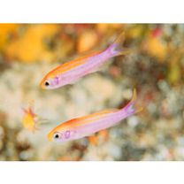 Luzonichthys taeniatus Randall et McCosker, 1992