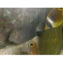 Acanthurus blockii Valenciennes, 1835