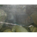 Acanthurus blockii Valenciennes, 1835