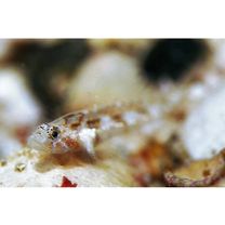 Grallenia arenicola Shibukawa et Iwata, 2007