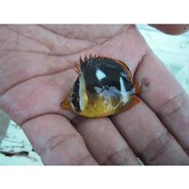 Chaetodon quadrimaculatus Gray, 1831