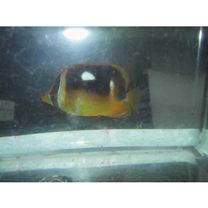 Chaetodon quadrimaculatus Gray, 1831