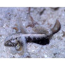 Gobiidae, indeterminate genus et species