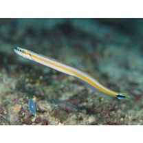 Gunnellichthys curiosus Dawson, 1968