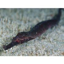 Syngnathidae, indet. gen. & sp