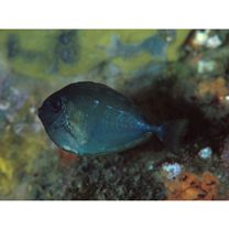 Naso vlamingii (Valenciennes, 1835)