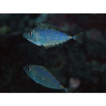 Naso thynnoides (Cuvier, 1829)