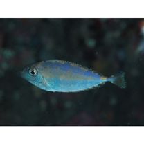 Naso thynnoides (Cuvier, 1829)