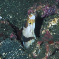 Gymnothorax sagmacephalus Bohlke, 1997