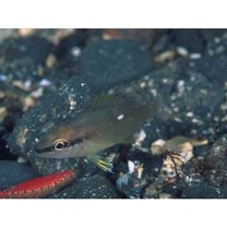 Lutjanus stellatus Akazaki, 1983