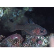 Apogon kominatoensis Ebina, 1935