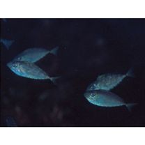 Naso thynnoides (Cuvier, 1829)