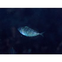 Naso thynnoides (Cuvier, 1829)