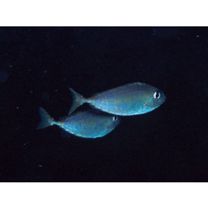 Naso thynnoides (Cuvier, 1829)