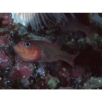 Apogon kominatoensis Ebina, 1935