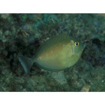 Naso unicornis (Forsskal, 1775)