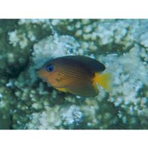 Ctenochaetus binotatus Randall, 1955