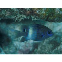 Stegastes albifasciatus (Schlegel et Muller, 1839)