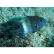 Stegastes albifasciatus (Schlegel et Muller, 1839)