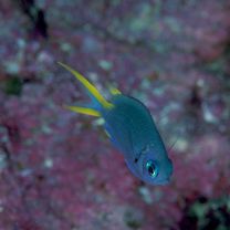 Chromis xanthura (Bleeker, 1854)