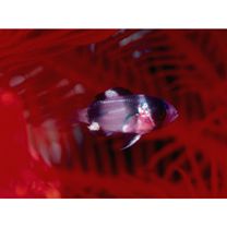 Chrysiptera tricincta (Allen et Randall, 1974)