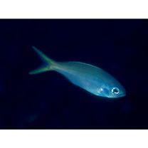 Paracaesio xanthura (Bleeker, 1869)