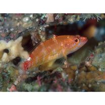 Plectranthias winniensis (Tyler, 1966)