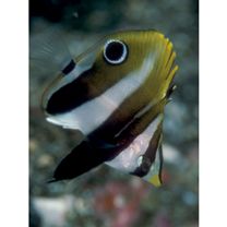 Coradion altivelis McCulloch, 1916