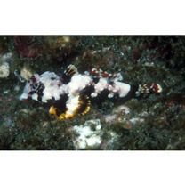 Neosynchiropus ocellatus (Pallas, 1770)