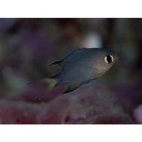 Chromis atripes Fowler et Bean, 1928