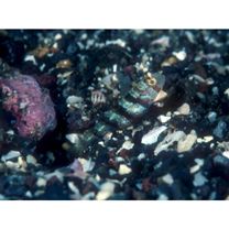 Amblyeleotris wheeleri (Polunin et Lubbock, 1977)