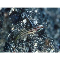 Stonogobiops yasha Yoshino et Shimada, 2001