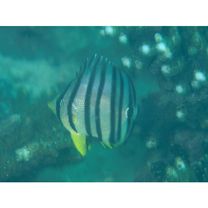 Chaetodon octofasciatus Bloch, 1787