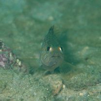 Epinephelus sp