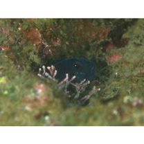 Asterropteryx semipunctata Ruppell, 1830