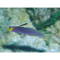 Nemateleotris helfrichi Randall et Allen, 1973