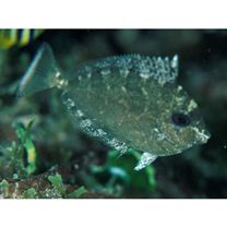 Naso vlamingii (Valenciennes, 1835)