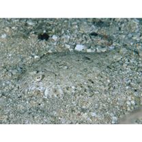 Bothus pantherinus (Ruppell, 1830)