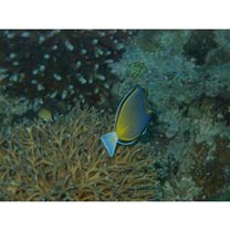 Acanthurus japonicus (Schmidt, 1931)