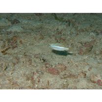 Scolopsis taeniatus (Ehrenberg, 1830)