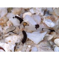 Callogobius amikami Goren, Miroz et Baranes, 1991