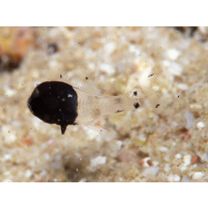 Apogonichthyoides melas (Bleeker, 1848)