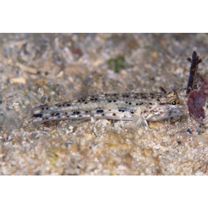 Istigobius goldmanni (Bleeker, 1852)