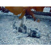 Heterodontus japonicus Maclay et Macleay, 1884